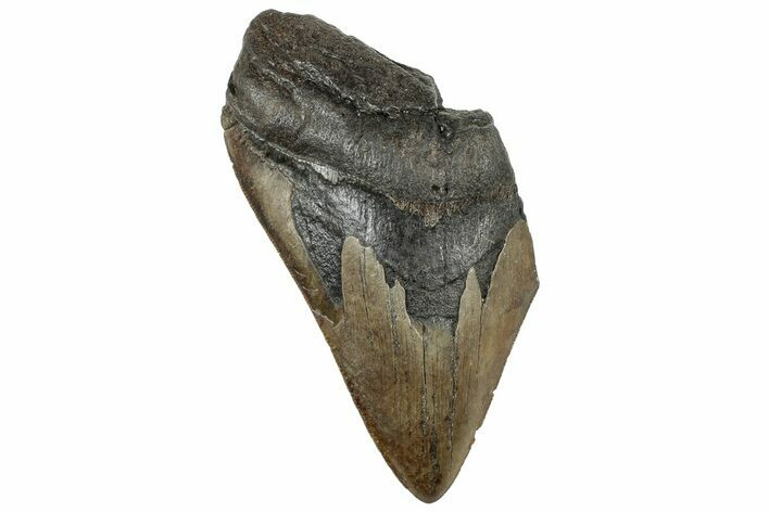 Partial Fossil Megalodon Tooth - Serrated Edge #320658